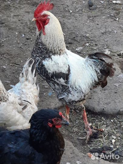 Молодые петухи