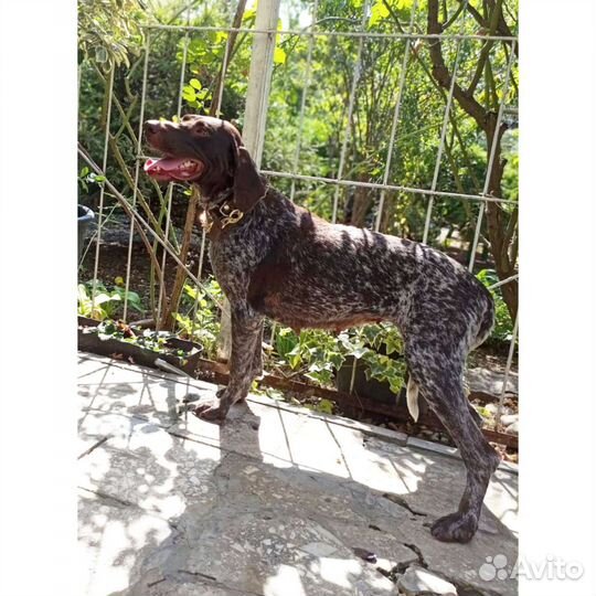 Отдам курцхаар