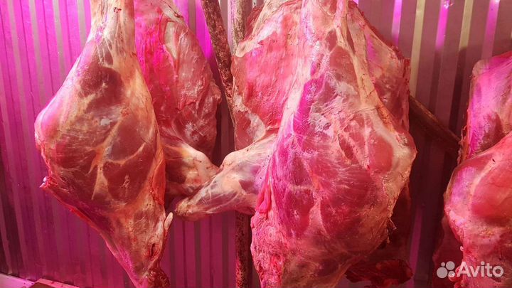 Мясо халяль безсорт