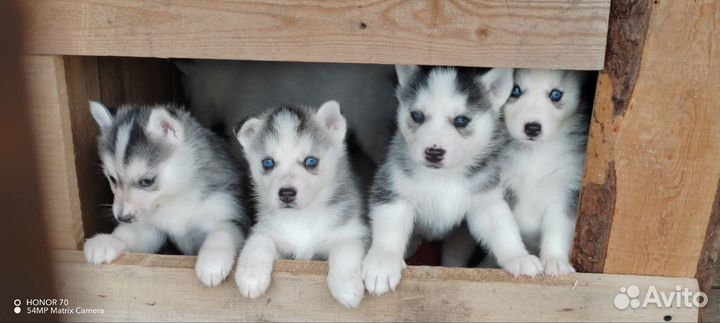 Щенки сибирской хаски