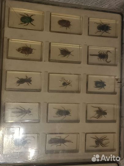 Насекомые в стекле