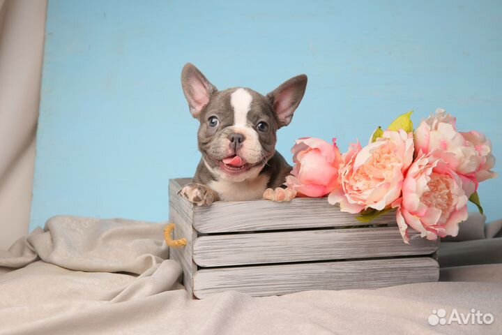 Французский бульдог щенки