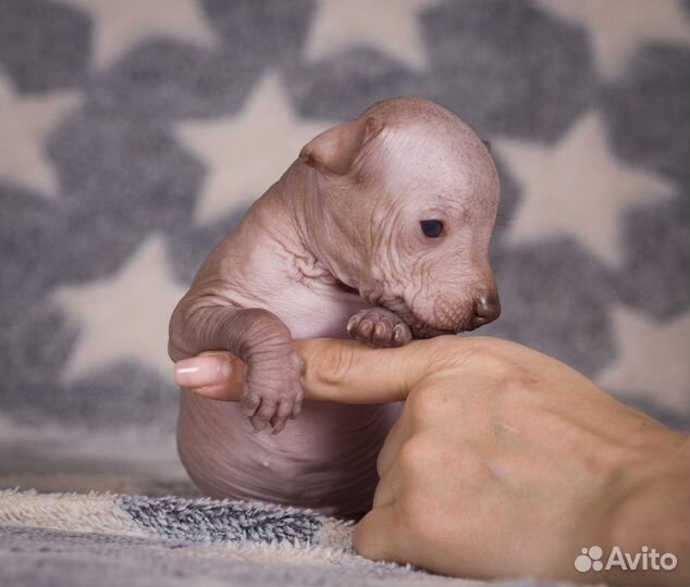 Ксолоитцкуинтли