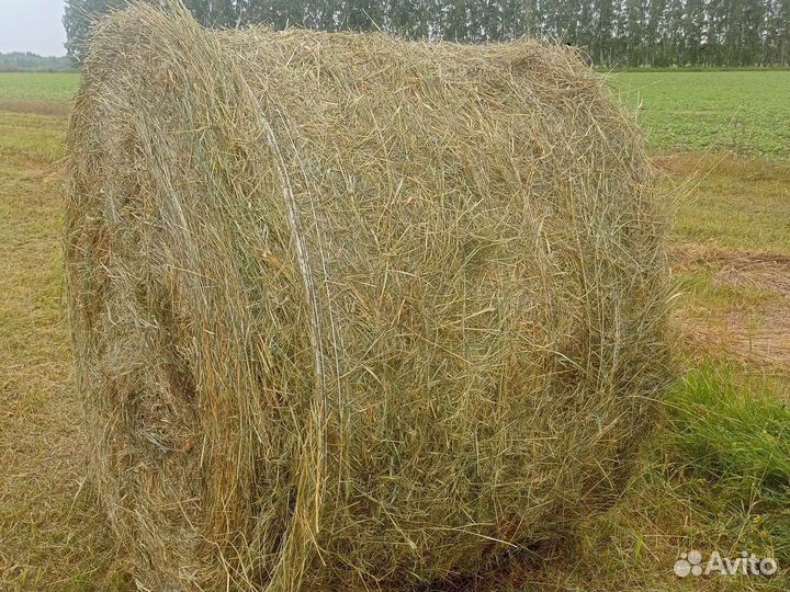 Продам сено в рулонах