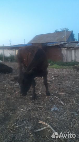 Продам телку 7й месец