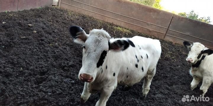Телята домашние