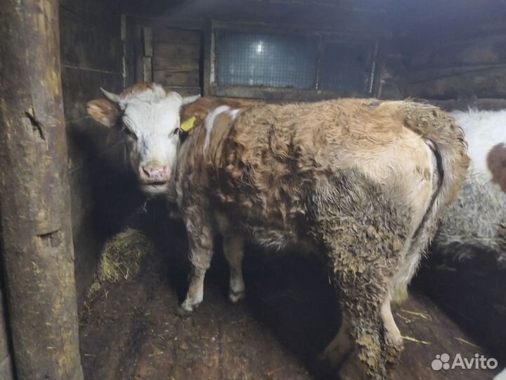 Коровы быки телки