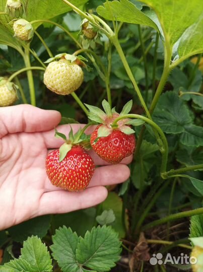 Саженцы клубники и земляники
