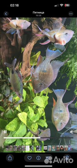 Рыбы геофагусы Хекеля дикари