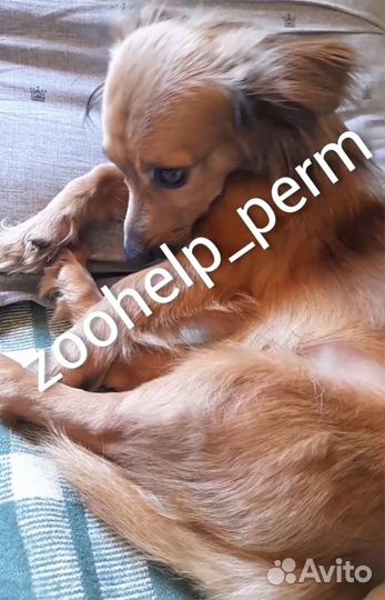 Собака в добрые руки