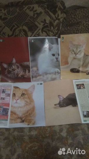 Любителям кошек