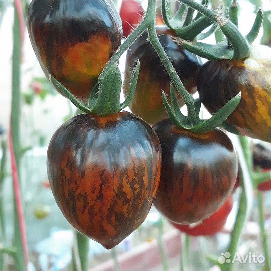 Семена коллекционных сортов томатов