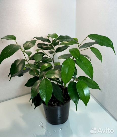 Фикус Бенджамина Даниэль, фикус Биннендийка Али