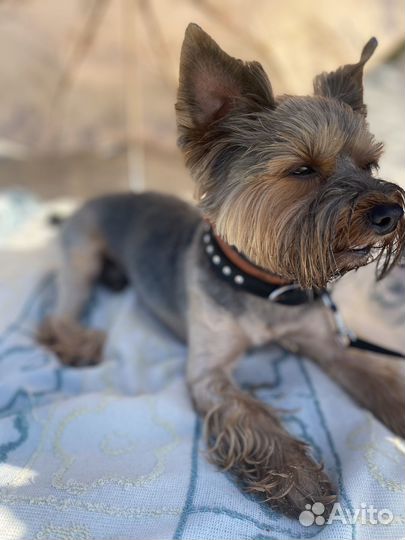 Йоркширский терьер вязка