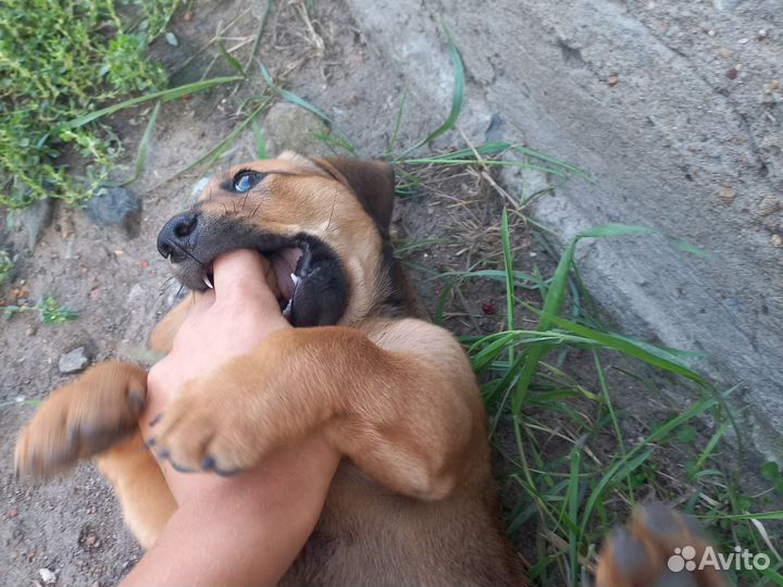 Собака в добрые руки