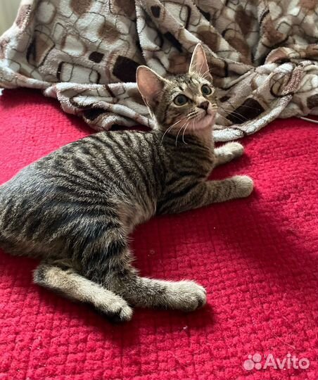 Котенок девочка