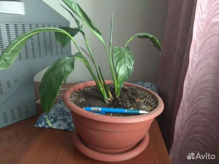 Спатифиллум, (Женское счастье)