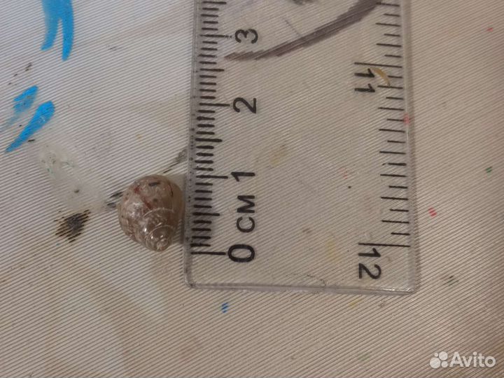 Улитки ахатины(ахатина Фулика)