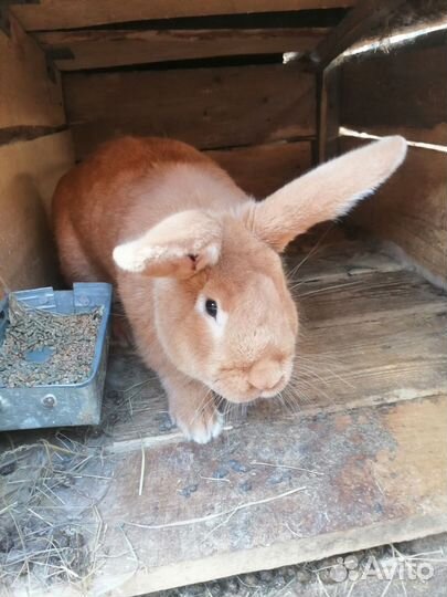 Кролики Мясо кролика