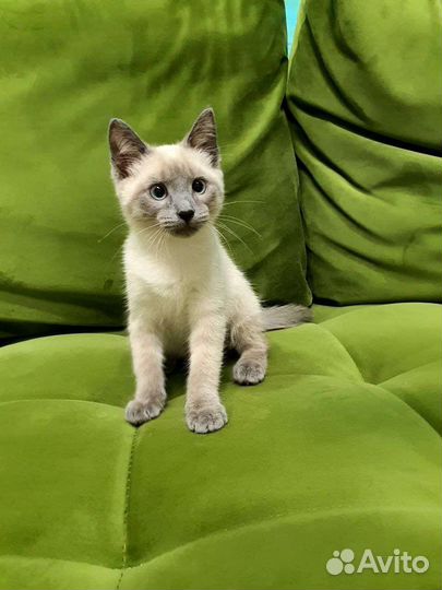 Котенок, девочка, 3 месяца, бесплатно