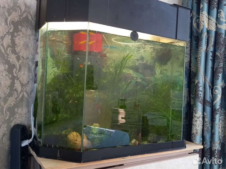 Аквариум с рыбками