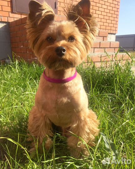 Йоркширский терьер