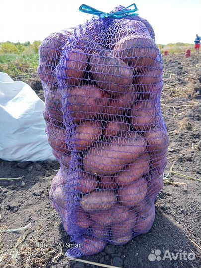 Продам картофель