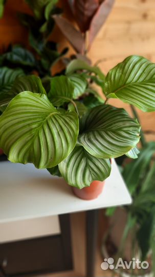 Калатея Орбифолия