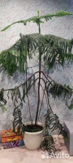 Елка ариукариа