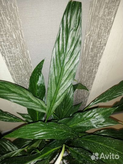 Аглаонема белое копье