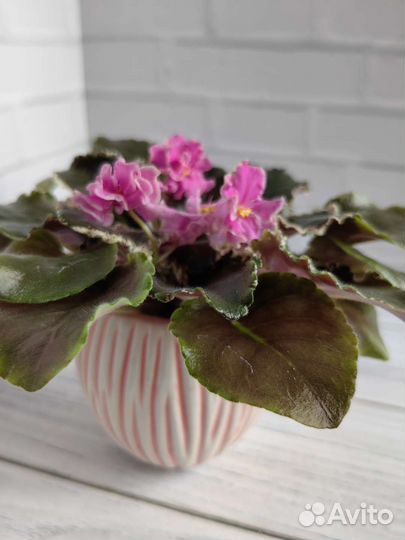 Посаженные листы селекционных фиалок