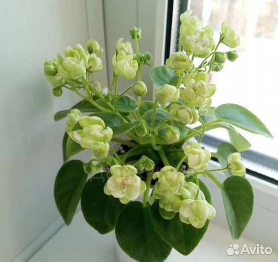 Комнатные цветы Трейлерные фиалки 5 видов