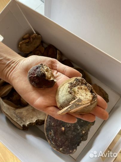 Грибы трутовики