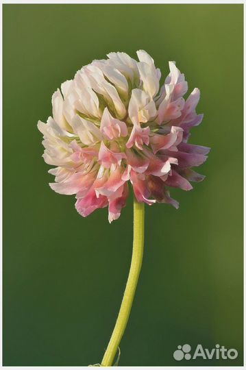 Семена Клевера Розового Гибридного опт