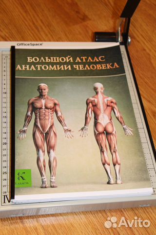 Большой атлас анатомии человека. Формат А4