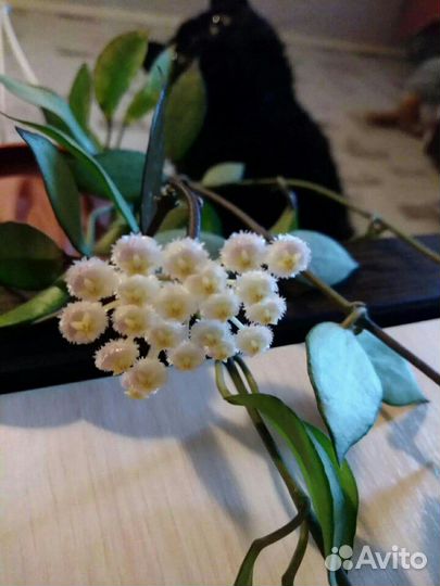 Продам хойи