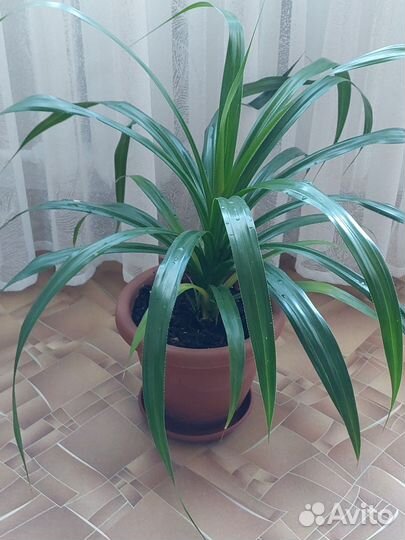 Пальма панданус