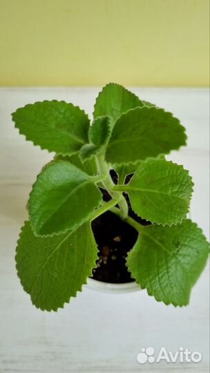 Комнатная мята (плектрантус)