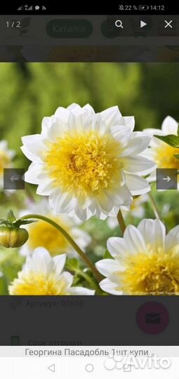 Георгины клубни и срезка