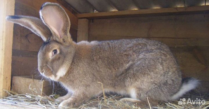 Белый великан,Фландр,Строкачи