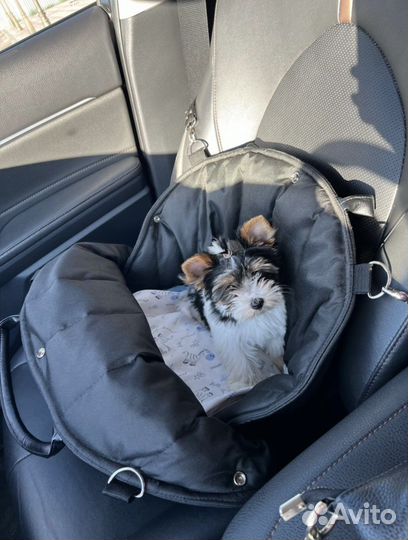 Автокоесло-переноска для животных