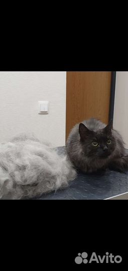 Стрижка собак и кошек/Груминг