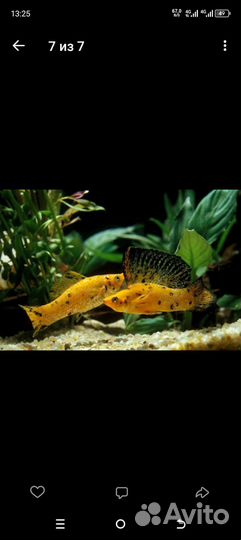 Молинезии вуалифер,гуппи красный бландин