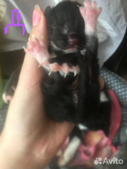 Котята маленькие на бронь