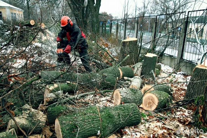 Спил и удаление деревьев