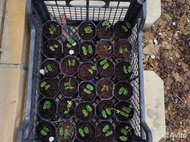 Садовые растения 2