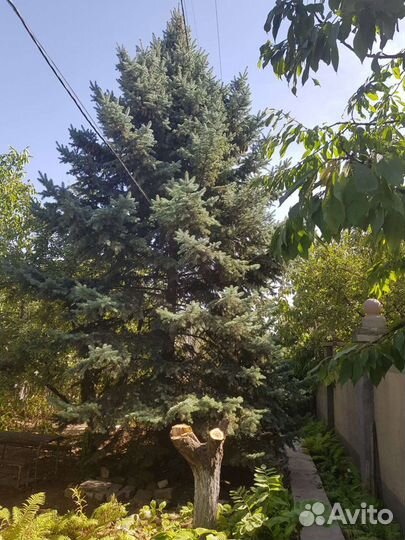 Ель 12 метров