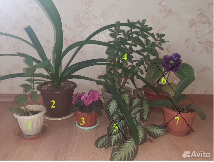 Комнатные цветы