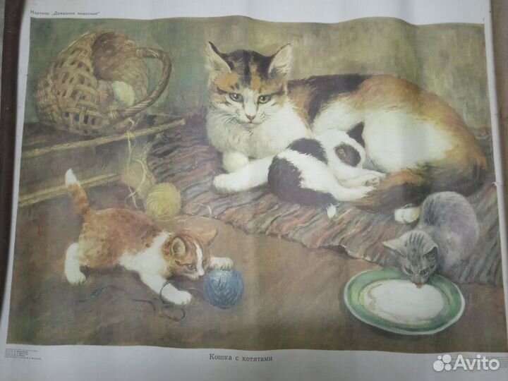 Картинка плакат СССР домашние животные пособие