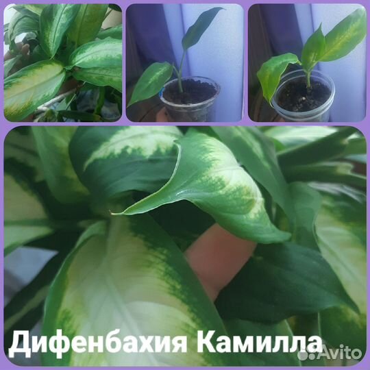 Диффенбахия камилла